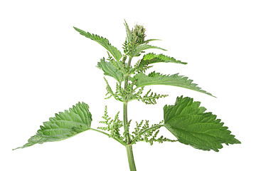 Image showing Green leafs of nettle