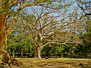 Image showing The giant tree