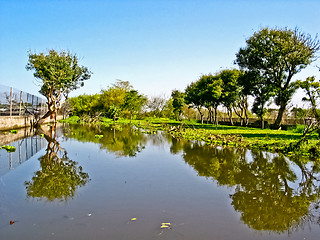 Image showing The marsh land