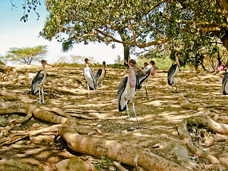 Image showing Marabou Stork