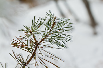 Image showing Snow covered pine tree leaves