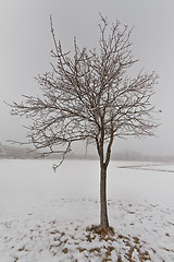 Image showing Tree in a fog