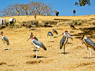 Image showing Marabou Stork