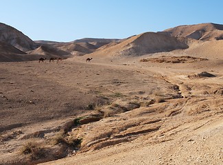 Image showing Desert landscape near the Dead Sea with herd of camels