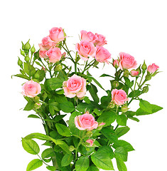 Image showing Bush with pink roses and green leafes