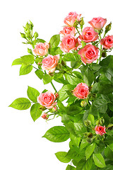 Image showing Bush with pink roses and green leafes