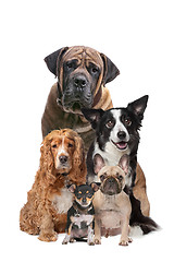 Image showing five dogs