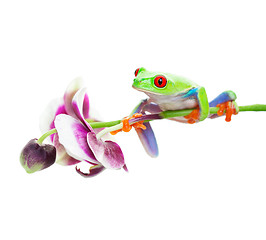 Image showing Tree Frog on Orchid