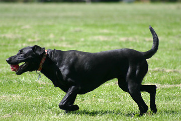 Image showing Black Labrador Retriever