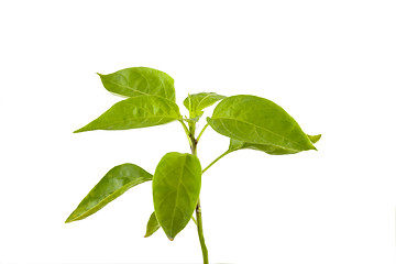 Image showing Jalapeno Pepper Plant Sprig