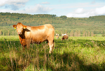 Image showing Standing Cow