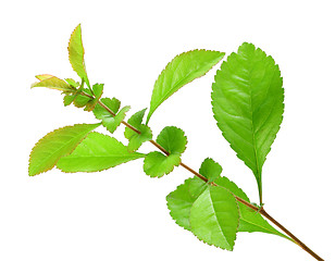 Image showing Single young branch with green leaf