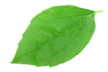 Image showing Single green leaf of jasmine