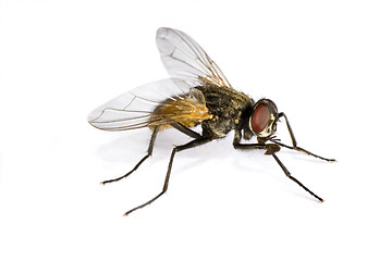 Image showing horse fly in close up