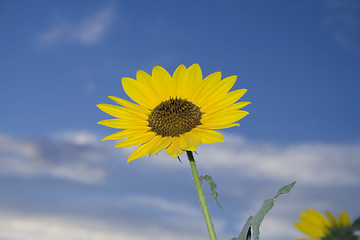 Image showing Sunflower against a Deep Blue Sky