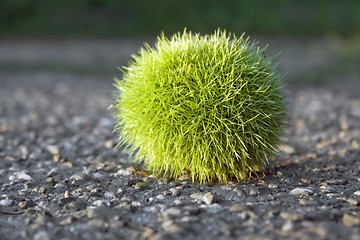 Image showing green felty chestnut