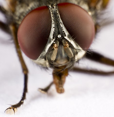 Image showing Head of a domestic fly - three