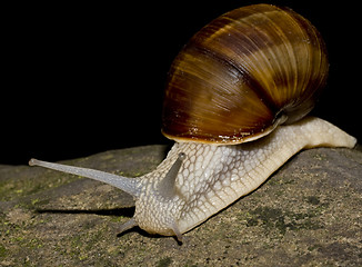 Image showing snail