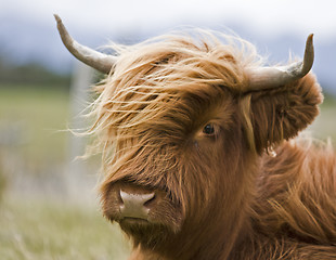 Image showing young brown highland cattle