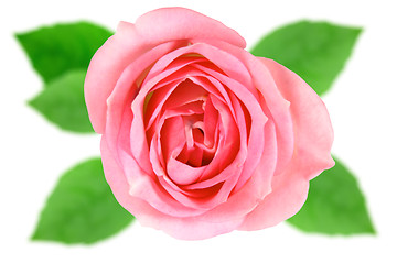 Image showing Single pink flower of rose