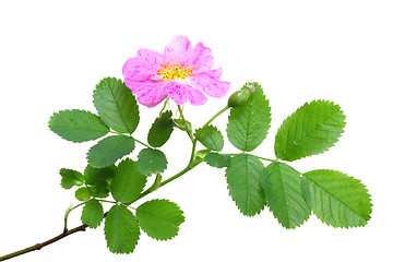 Image showing Single branch of dog rose
