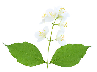 Image showing Branch of jasmine with leaf and flowers