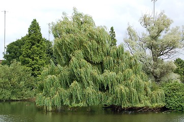 Image showing Trees