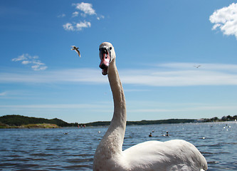 Image showing Swan C