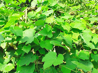 Image showing Vitis foliage
