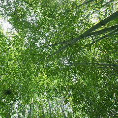 Image showing Bamboo picture