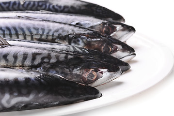 Image showing Fresh Mackerel