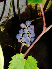 Image showing Grapes