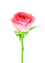 Image showing Pink flower of rose on a green stalk