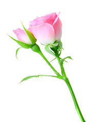 Image showing Pink rose and bud on a green stalk