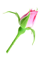 Image showing Pink rose bud on a green stalk