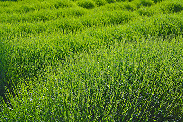 Image showing Spring Lavender Field