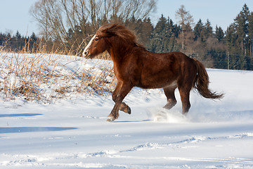 Image showing Brown horse run gallop in winter