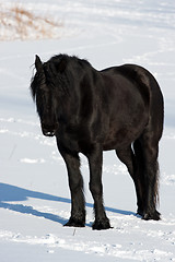 Image showing Black horse in winter