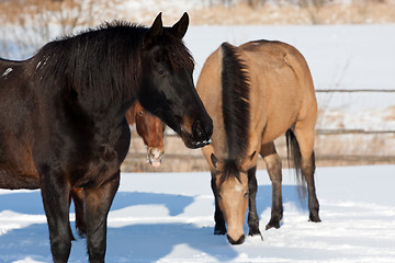 Image showing Horses in snow