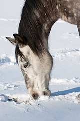 Image showing Horse in winter