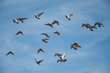 Image showing Doves and pigeons