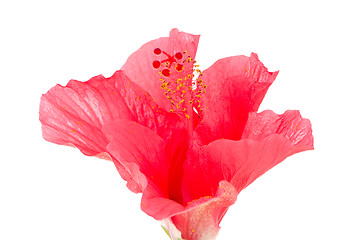 Image showing Pink hibiscus blossom detail