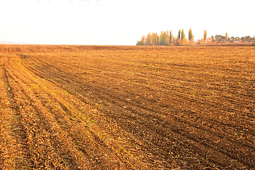 Image showing Sown cereals autumn field