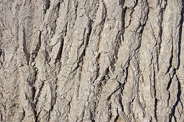 Image showing Bark covered with lime