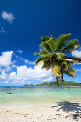 Image showing Palm tree hanging over beach