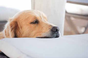 Image showing Golden retriever dog