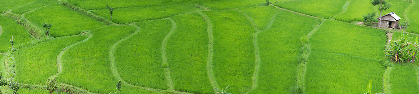 Image showing Rice field