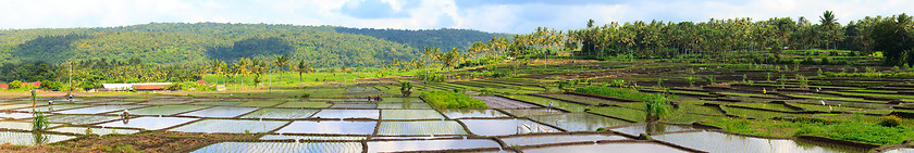 Image showing Rice paddy