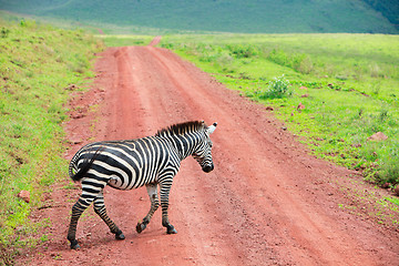 Image showing Zebra walking at road