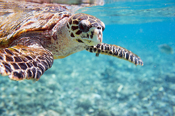 Image showing Hawksbill sea turtle